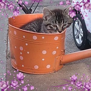 Meet your Posher, Melissa